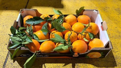 Foto Arance Varietà Tarocco Affogliato Calibro 4B  Origine Italia Marchio Eccellenza Capitale 1